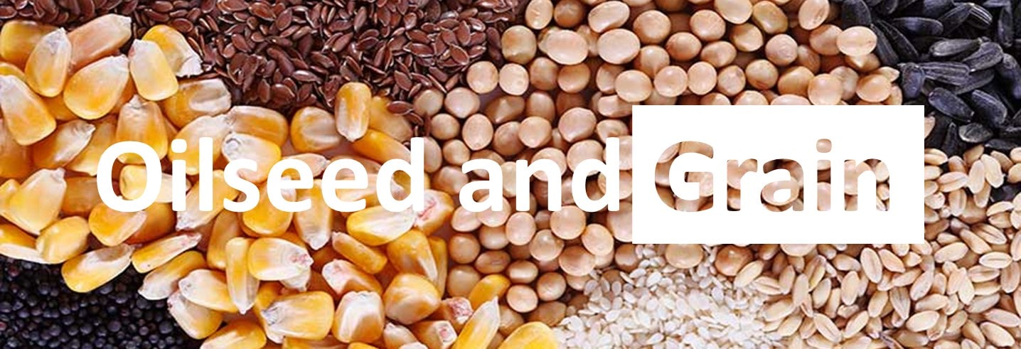 Grain and Oilseed