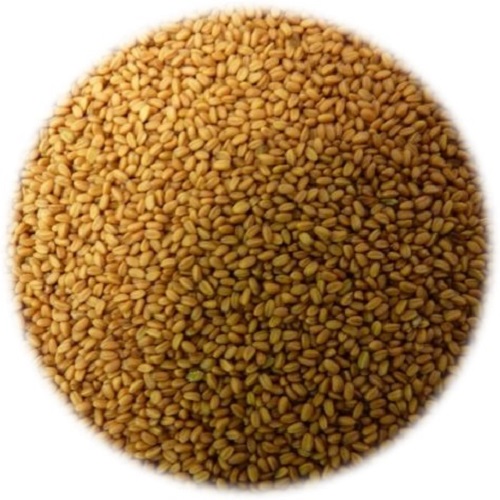 Camelina Seed