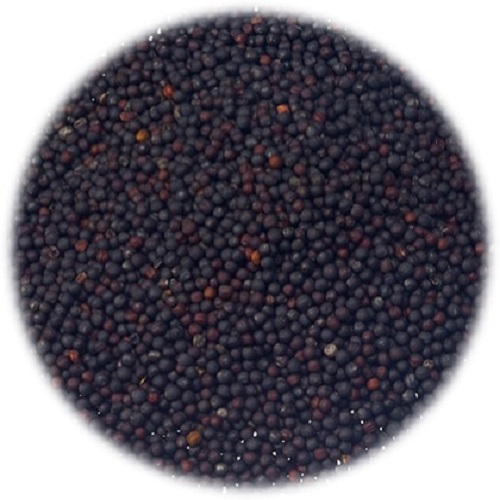                                                                 Rapeseed Or Canola
                                                                