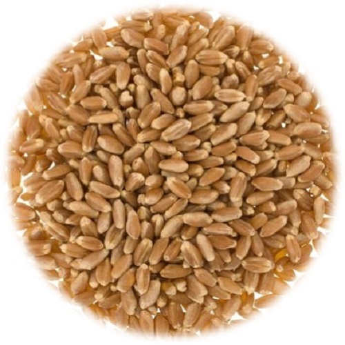                                                                 Wheat
                                                                