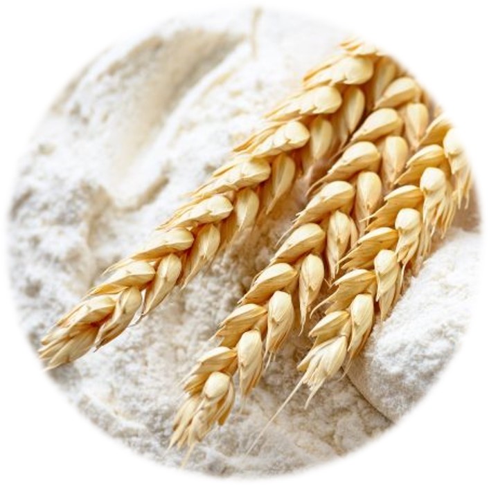 Two yellow color Wheat Spikes on top of white Wheat Flour.