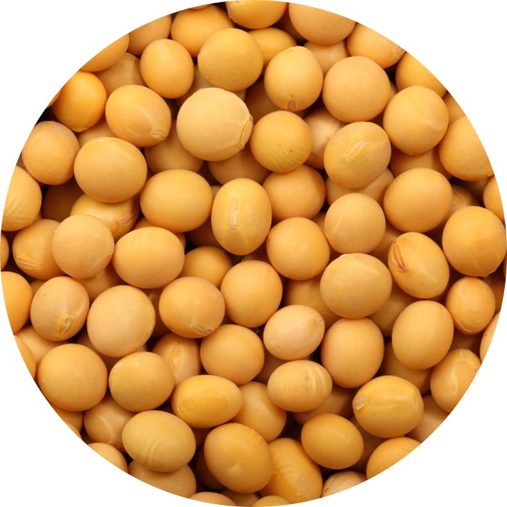 Soybean